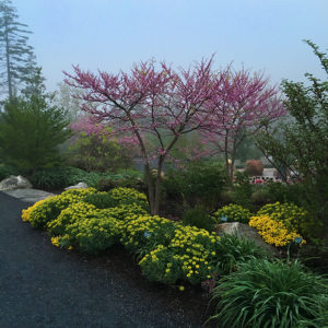 The gardens can be haunting in the fog